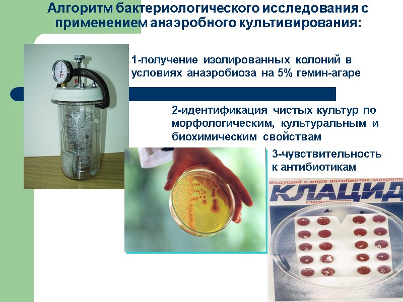 Алгоритм бактериологического исследования с применением анаэробного культивирования: 1-получение изолированных колоний в  условиях анаэробиоза